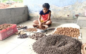 Youngest To Distribute Most Number Of Seed Balls
